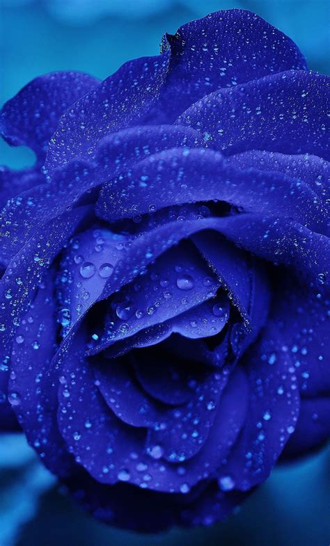 Dark Blue Rose Wallpaper Hd