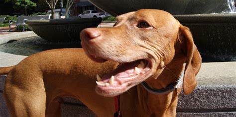 Our Family - Furry, Feathered, & Friends Pet Care LLC!