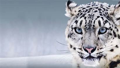 Leopard Snow Animal Eyes 4k Background Wallpapers