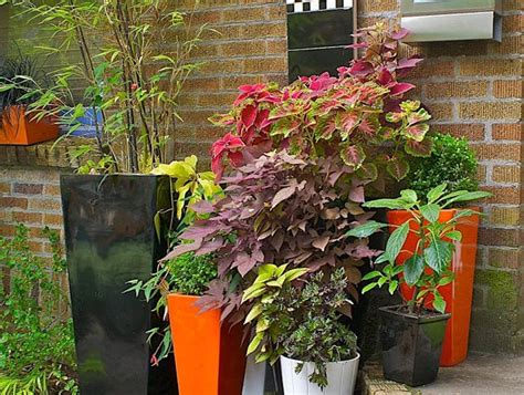 Shade Loving Annual Flowers For Pots Beautiful Annual Shade Plants