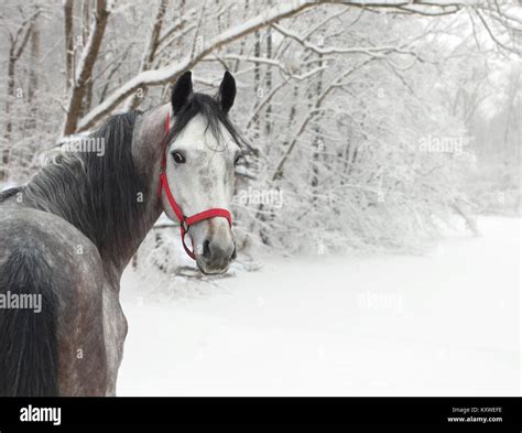 Dapple Gray Dappled Stallion In Snow Woods Background Stock Photo Alamy