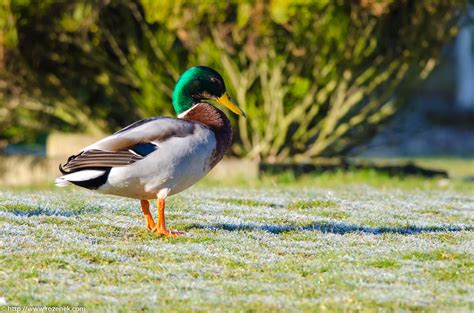 Duck Bird Photo Gallery