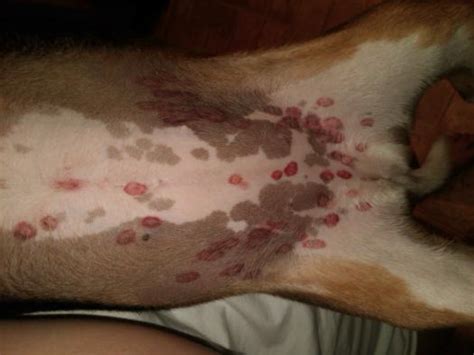 Can my dog fly in the cabin with me. My Dog Has Two Red Spots On The Belly. What Could It Be?