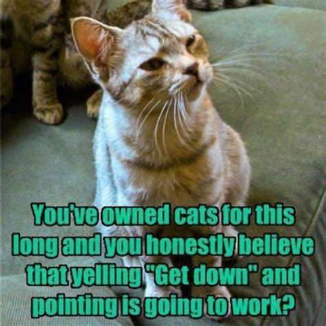 Funny Cats Pictures With Words Care About Cats
