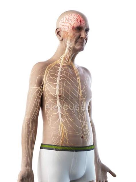 Digital Illustration Of Senior Man Anatomy Showing Nerves — Male