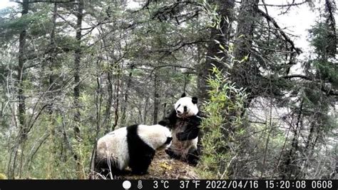 China Daily On Twitter Infrared Cameras Have Captured Footage Of Wild Giant Pandas Fighting