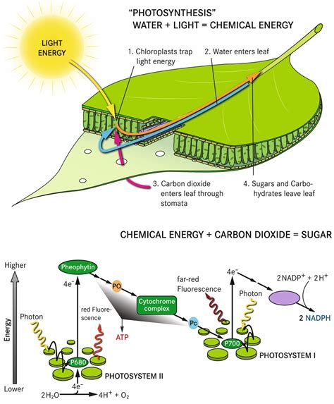 Download Diagram Showing Process Of Photosynthesis With Plant And Cells