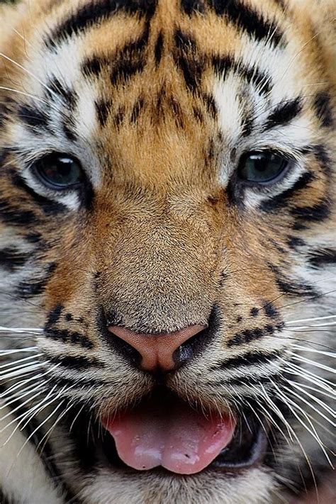 Baby Tigers Have The Cutest Eyes I Want To Hug Him He