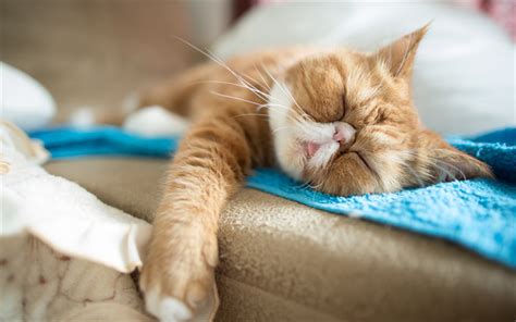 Download Wallpapers Exotic Shorthair Ginger Cat Pets Sleeping Cat