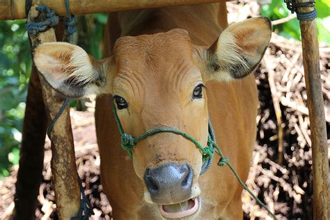 Gambar Margasatwa Kebun Binatang Sapi Binatang Menyusui Fauna