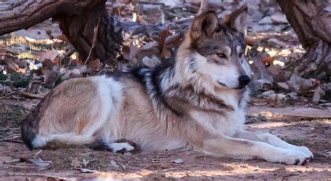 Eripe Lupus Mexican Gray Wolves