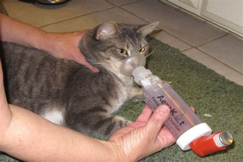Find the best prices on inhalers and meds to benefit your cat. Cat Asthma Inhaler, a Must-have Device for Cat Asthma ...