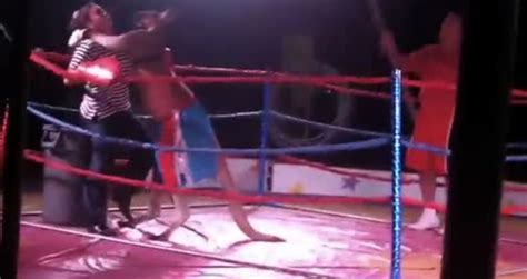 Boxing Kangaroo Owns Woman Videos Metatube