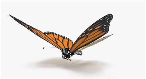 Monarch Butterfly Flying 02