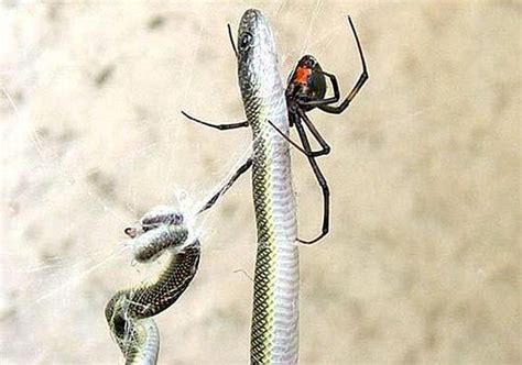 Black widow spiders are not usually deadly, especially to adults, because this spider attempts to escape rather than bite. South African Spider Catches and Eats the Snake (4 pics ...