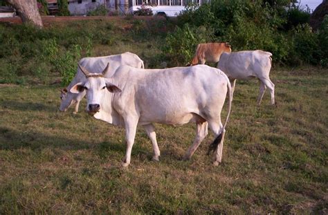 Odisha Boosts Milk Production Launches Sex Sorted Semen