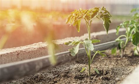 When To Transplant Tomato Seedlings