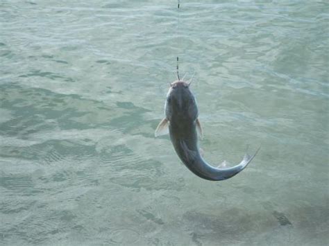 Catfish Right From The Beach Picture Of Sanibel Island Southwest