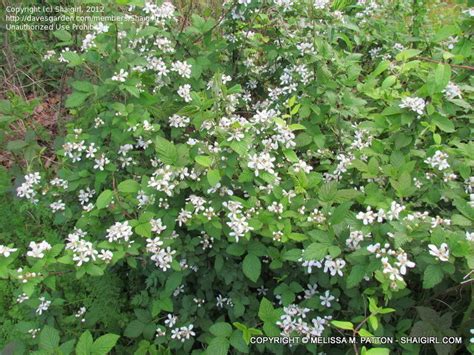 Plant Identification Closed Bushy And Thorny Shrub With Small White