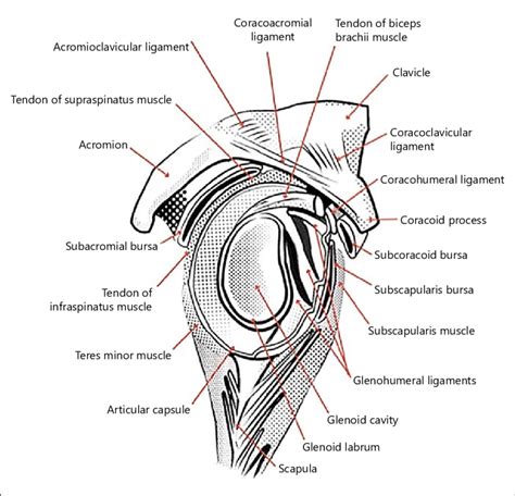 The shoulder joint (glenohumeral joint) is a ball and socket joint between the scapula and the humerus. Shoulder anatomy (lateral view). Diagram adapted from ...