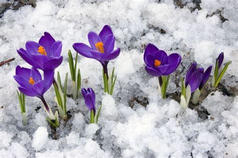 6 Fun Facts About Crocuses Crafty House