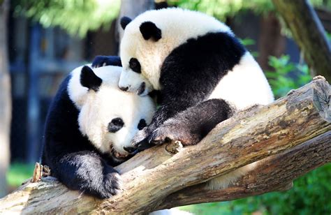 Mei Xiang The Panda Gives Birth To Healthy Cub In A Joyful Twist We All