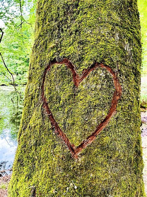 Carved Heart On The Tree Stock Image Image Of Texture 277989545