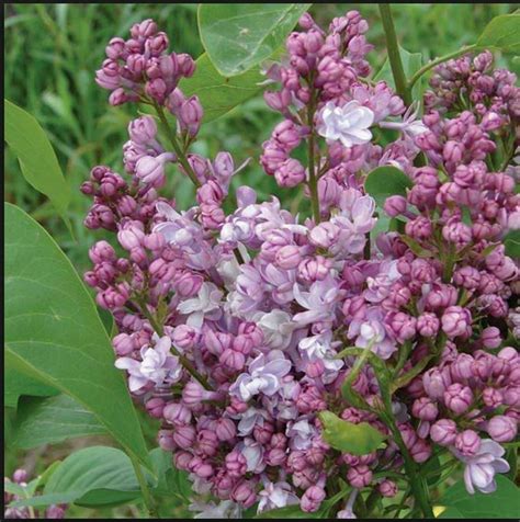 Fresh Seeds 25 Light Pink Lilac Seeds Tree Fragrant Hardy Perennial