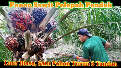 Gilaa Panen Sawit Pokok Rendah Satu Pohon Turun Tandan