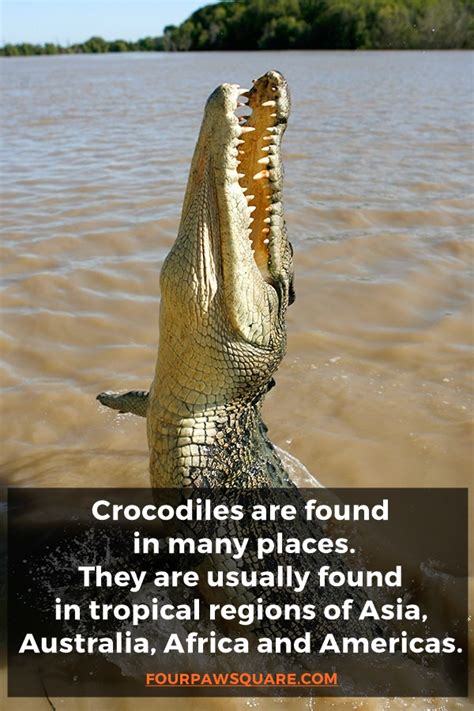 Crocodile Facts Worksheet For Kids