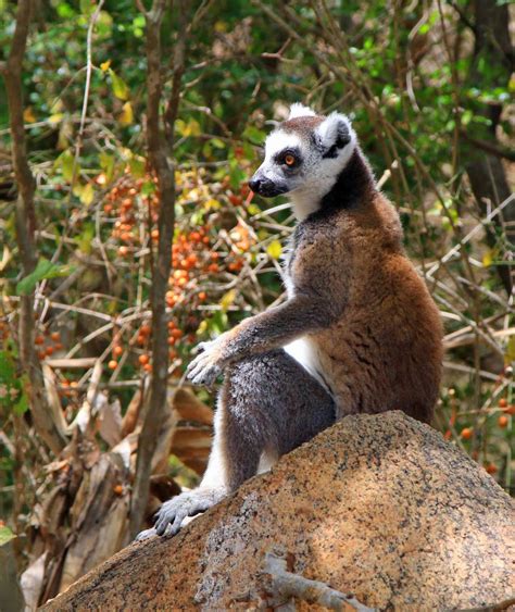 Madagascar Holiday Highlands And Rainforest To Coast Aqua Firma