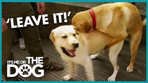 How To Stop Your Dog Humping Its Me Or The Dog Youtube