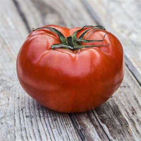 Marglobe Supreme Tomato Heirloom Vegetable Florida Garden Seeds
