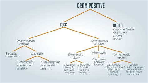 Gram Positive Bacteria Classification Chart A Visual Reference Of