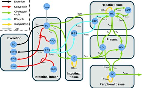 Structure Of The Model Of Whole Body Cholesterol Metabolism The