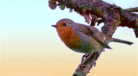 Untitled | Bird, Pet birds, Nature gif