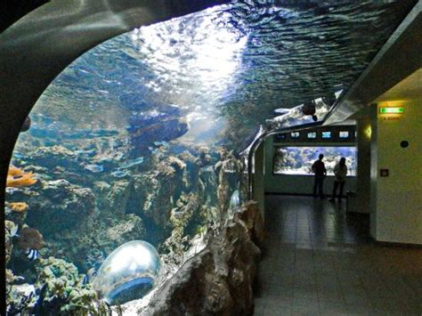 Discover everything you need to know about haus des meeres in wien—a hiking attraction recommended by 10 people on komoot—and browse 136 photos & 2 insider tips. Halbtunnel / semitunnel - Bild von Haus des Meeres - Aqua ...