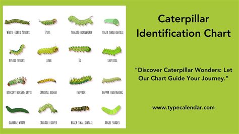 Free Printable Caterpillar Identification Charts Pdf