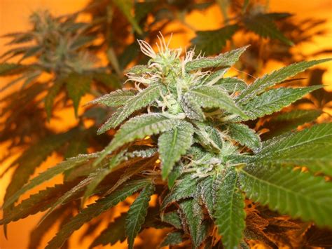 A cannabis plant notices this as a sign to start flowering, therefor grow lights with higher amounts of red are best for flowering stage. Do Autoflowering Marijuana Strains Only Grow Short?