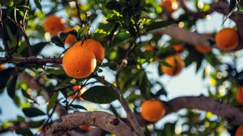 Regardez vos chaînes préférées quand et où vous le voulez avec orange. Download wallpaper 3840x2160 orange, fruit, tree, branch 4k uhd 16:9 hd background