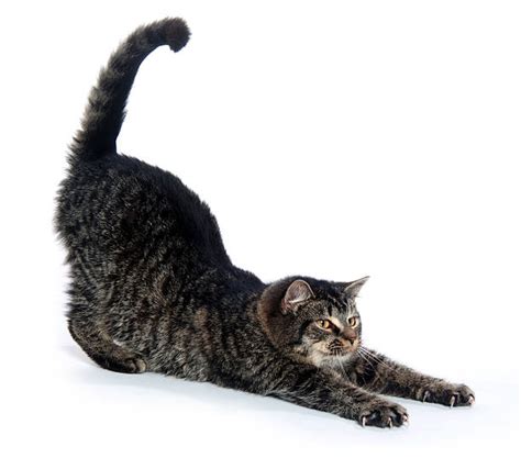 Cat Stretches Stock Photos Pictures And Royalty Free Images Istock
