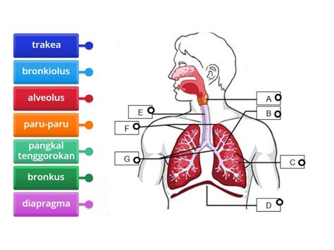 Sistem Pernapasan Manusia Labelled Diagram