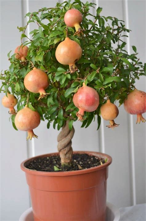 How To Grow Pomegranate Tree In A Pot And Container Pomegranate Tree Care