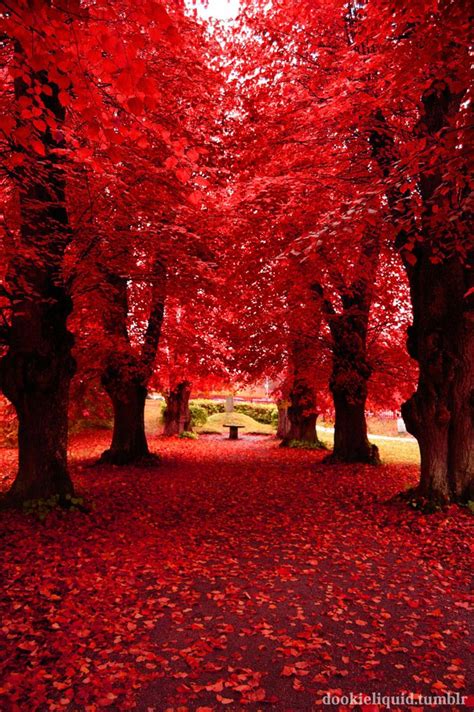 Red Trees Beautiful Nature Beautiful Photos Of Nature Autumn Scenery