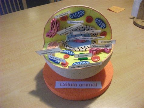 Animal Cell Project Cells Project School Projects Cotton Candy