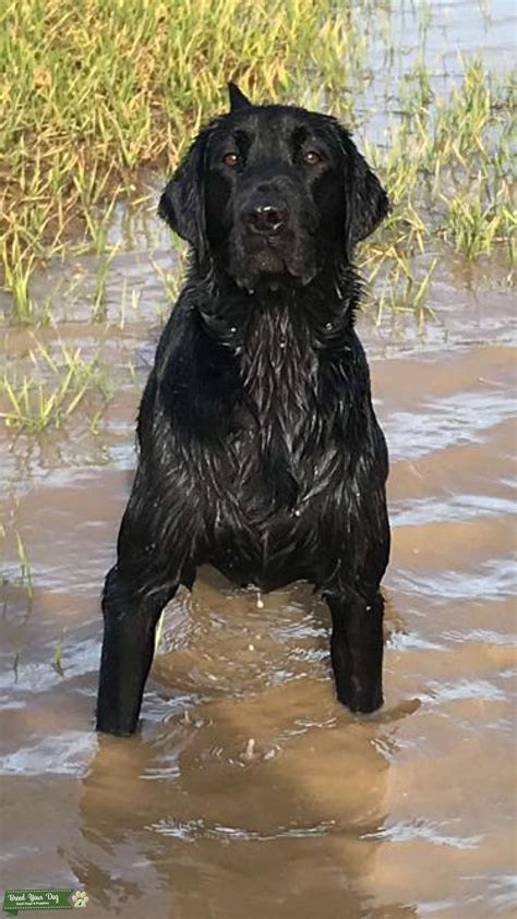 Working Hunting Stock Labrador Retriever Black Dog For Stud Stud