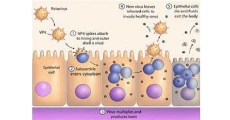 Rotavirus Pathogenesis Clinical Symptoms Laboratory Diagnosis And Treatment New