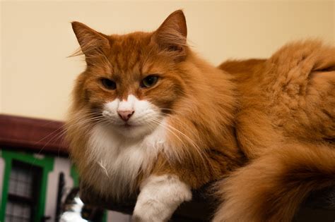 Red Haired Norwegian Forest Cat Wallpapers And Images Wallpapers