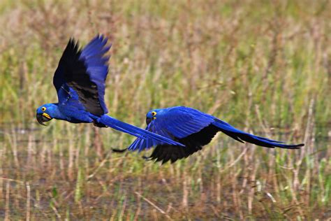 Blue Macaws In Brazil Hyacinth