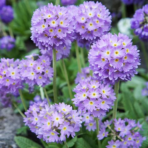 5 Petal Purple Flower With Yellow Center Best Flower Site
